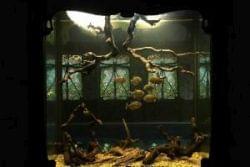 Встроенные аквариумы