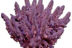 Образцы искусственных кораллов DeCoral